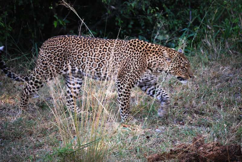 Un curioso safari, dos leopardos, leones despeluchados y muchas despedidas - Regreso al Mara - Kenia (26)